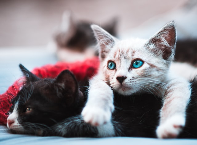 cat lying on another cat